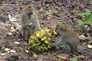 Long Tailed Macaque Imprime: Java monkey (Macaca fascicularis)