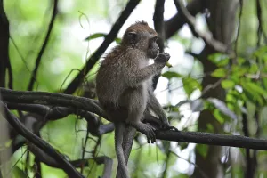 Long Tailed Macaque Imprime: Java monkey (Macaca fascicularis)