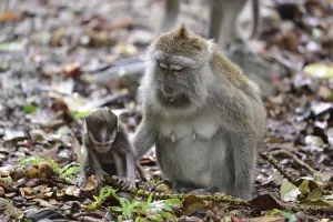 Long Tailed Macaque Imprime: Java monkey (Macaca fascicularis)