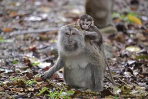 Long Tailed Macaque Imprime: Java monkey (Macaca fascicularis)