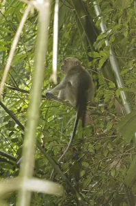 Long Tailed Macaque Imprime: Java monkey (Macaca fascicularis)