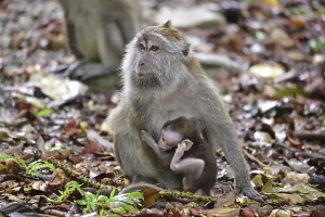 Long Tailed Macaque Imprime: Java monkey (Macaca fascicularis)
