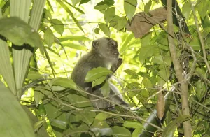 Long Tailed Macaque Imprime: Java monkey (Macaca fascicularis)