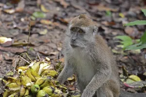 Malaysian Mammals Imprime: Java monkey (Macaca fascicularis)