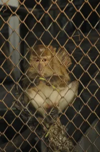 Java Monkey Imprime: Java monkey (Macaca fascicularis)