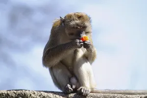 Long Tailed Macaque Imprime: Java monkey (Macaca fascicularis)