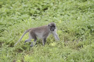 Macaca Fascicularis Imprime: Java monkey (Macaca fascicularis)