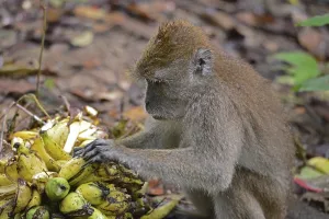 Long Tailed Macaque Imprime: Java monkey (Macaca fascicularis)