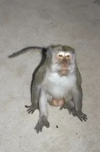 Long Tailed Macaque Imprime: Java monkey (Macaca fascicularis)