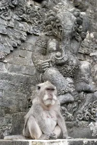 Tropical Marine Animals Imprime: Java monkey Macaca fasciularis