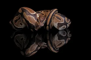 Python Regius Imprime: King python, (Python regius), adult