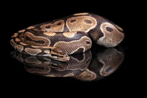 Python Regius Imprime: King python, (Python regius), adult