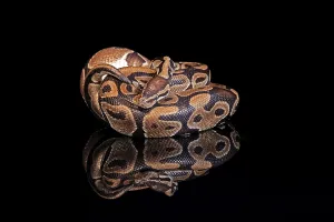 Python Regius Imprime: King python, (Python regius), adult
