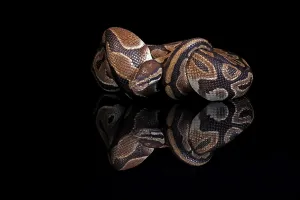 Python Regius Imprime: King python, (Python regius), adult