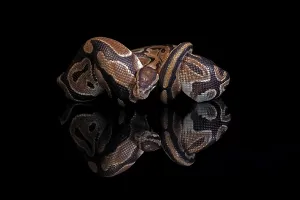 Python Regius Imprime: King python, (Python regius), adult
