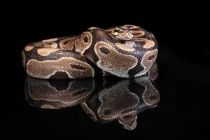 Python Regius Imprime: King python, (Python regius), adult