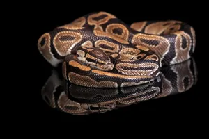 Python Regius Imprime: King python, (Python regius), adult