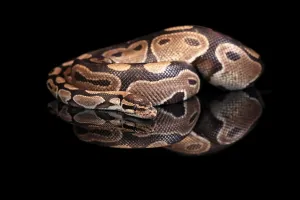 Python Regius Imprime: King python, (Python regius), adult