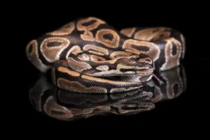 Python Regius Imprime: King python, (Python regius), adult