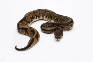 Deserted Studio Imprime: Leopard Ball Python or Royal Python (Python regius)