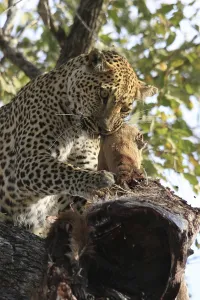 Feliformia Mammalian Predators Imprime: Leopard eats impala in a tree