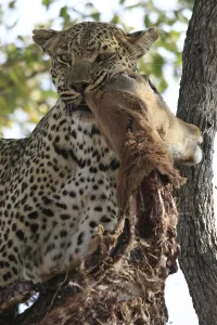 Animal Feed In Natural Environment Imprime: Leopard eats impala in a tree