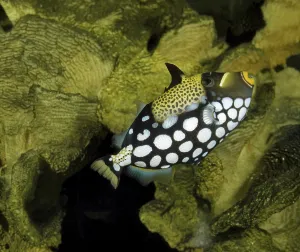Wildlife Underwater Scene Imprime: Leopard Triggerfish, Leopard Triggerfish