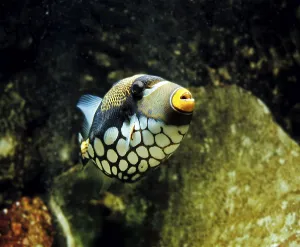 Ray Finned Fishes Imprime: Leopard Triggerfish, Leopard Triggerfish