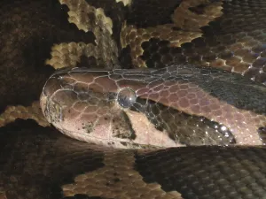 Empty Deserted Landscape Photos Imprime: Light-coloured tiger python (Python molurus molurus)