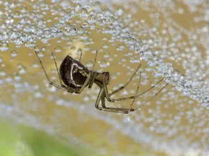 Arthropod Wildlife Pictures Imprime: Linyphia triangularis (Linyphia triangularis)