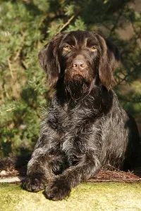 Deserted Landscape Animal Imprime: Lying German Wirehaired Pointer