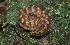 Arthropod Images Imprime: Millipede (Nyssodesmus python), centipede