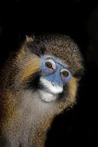 Mammalian Head Shot Imprime: MOUSTACHED MONKEY (cercopithecus cephus) OR MUSTACHED MONKEY