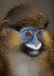 African Animal Portrait Imprime: MOUSTACHED MONKEY (cercopithecus cephus) OR MUSTACHED MONKEY