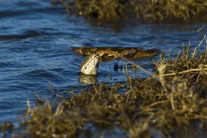 Constrictor Snake Species Imprime: Natal Rock Python (Python natalensis)