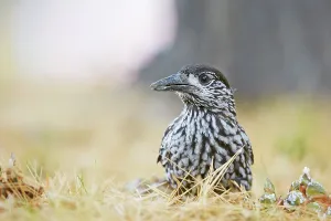 Foraging Bird Species Imprime: Nutcracker