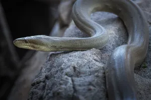 Constrictor Snake Species Imprime: Olive python (Liasis olivaceus)