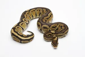 Ball Python Imprime: Paradox Super Fire Ball Python or Royal Python (Python regius)
