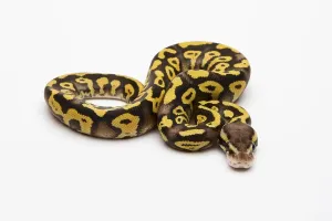 Pastel Phantom Yellow Belly Ball Python or Royal Python (Python regius)