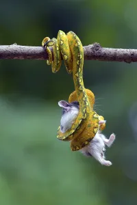 Foraging In The Wild Imprime: Python catch a prey on a tree
