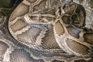Constrictor Snake Species Imprime: Python molurus (Indian python)