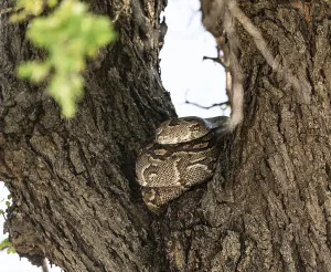 African Reptile Images Imprime: Python (Pythonidae) resting on a tree