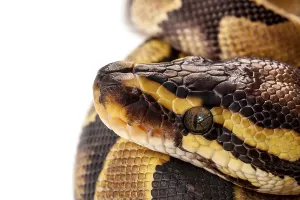 Python Regius Imprime: Python Regius snake isolated on white background