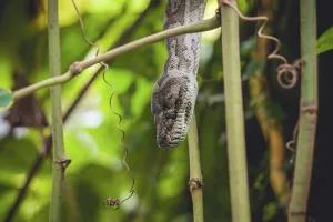 Tropical Jungle Landscape Photo Imprime: Python in a tree in a tropical jungle