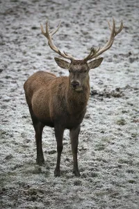 Red Stag Imprime: Red deer