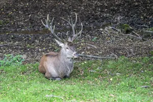 European Red Stag Imprime: Red deer (Cervus elaphus), Volcanic Eifel