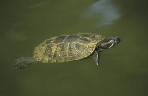 Water Animal Pictures Imprime: Red-eared Turtle (Pseudemis scripta elegans)