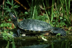 Trachemys Scripta Elegans Imprime: Red-eared Turtle (Trachemys scripta elegans) (Pseudemys scripta elegans)