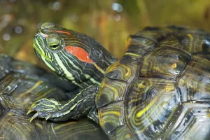 Red Eared Slider Imprime: Red-eared Turtle (Trachemys scripta elegans) (Pseudemys scripta elegans)