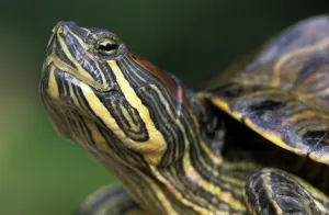 Red Eared Slider Imprime: Red-eared Turtle (Trachemys scripta elegans) (Pseudemys scripta elegans)